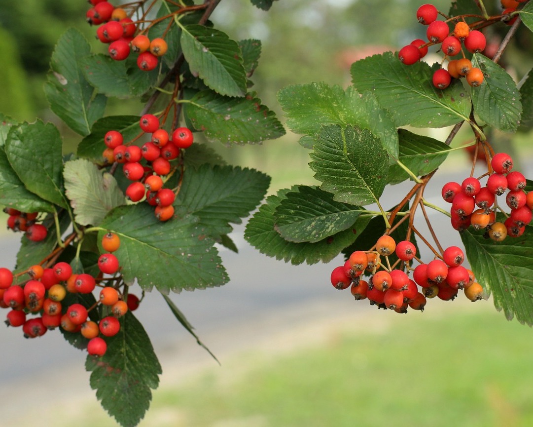 Рябина промежуточная