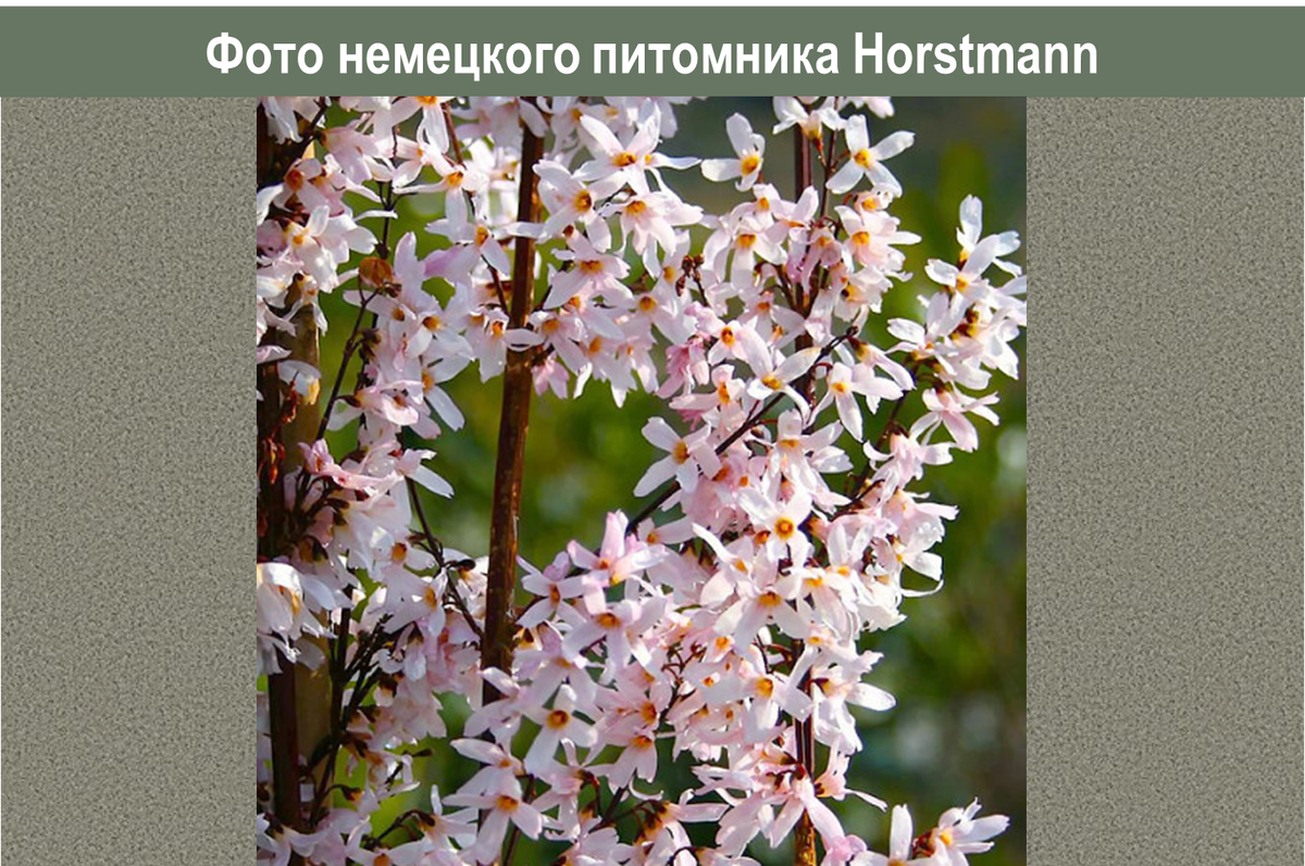 Форзиция снежная