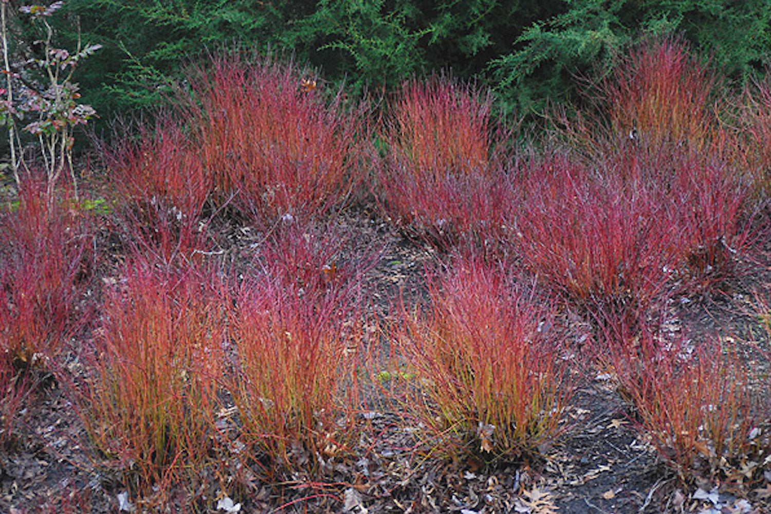 Дерен отпрысковый