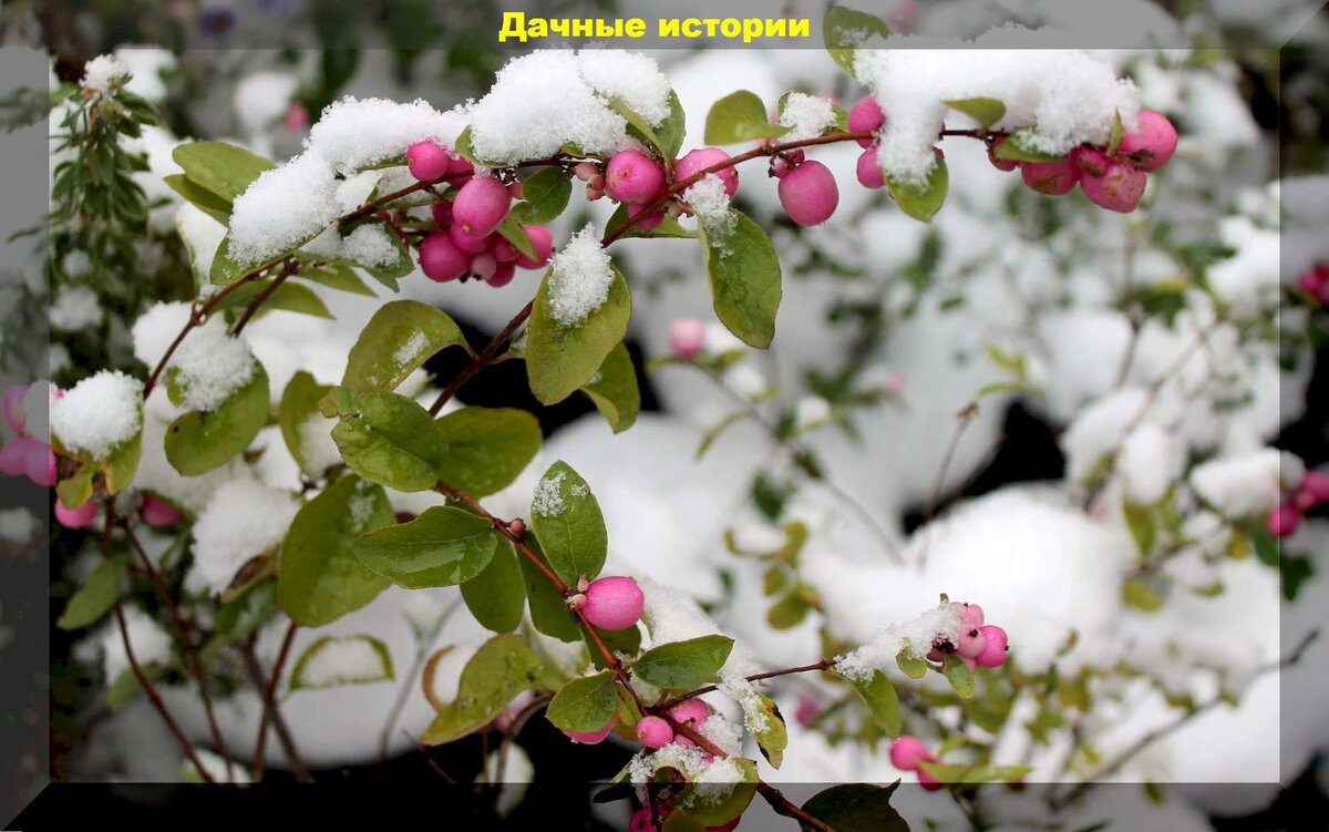 Снежноягодник розовый