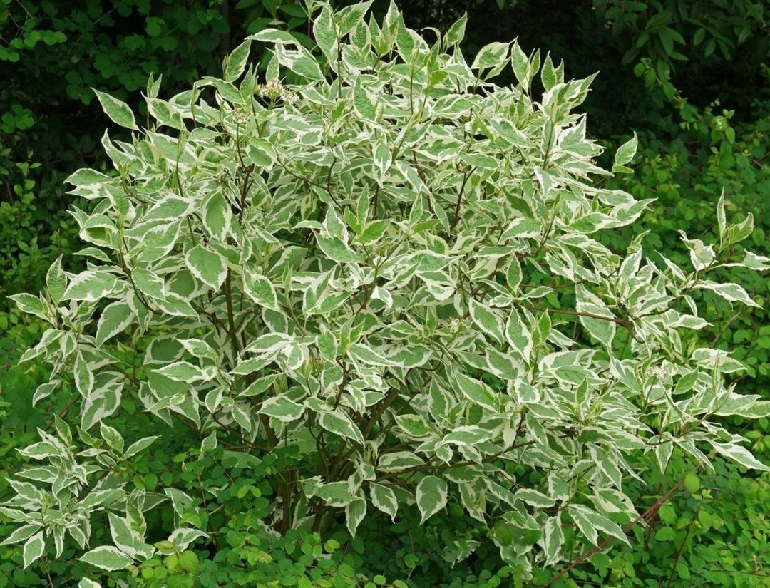 Дерен белый