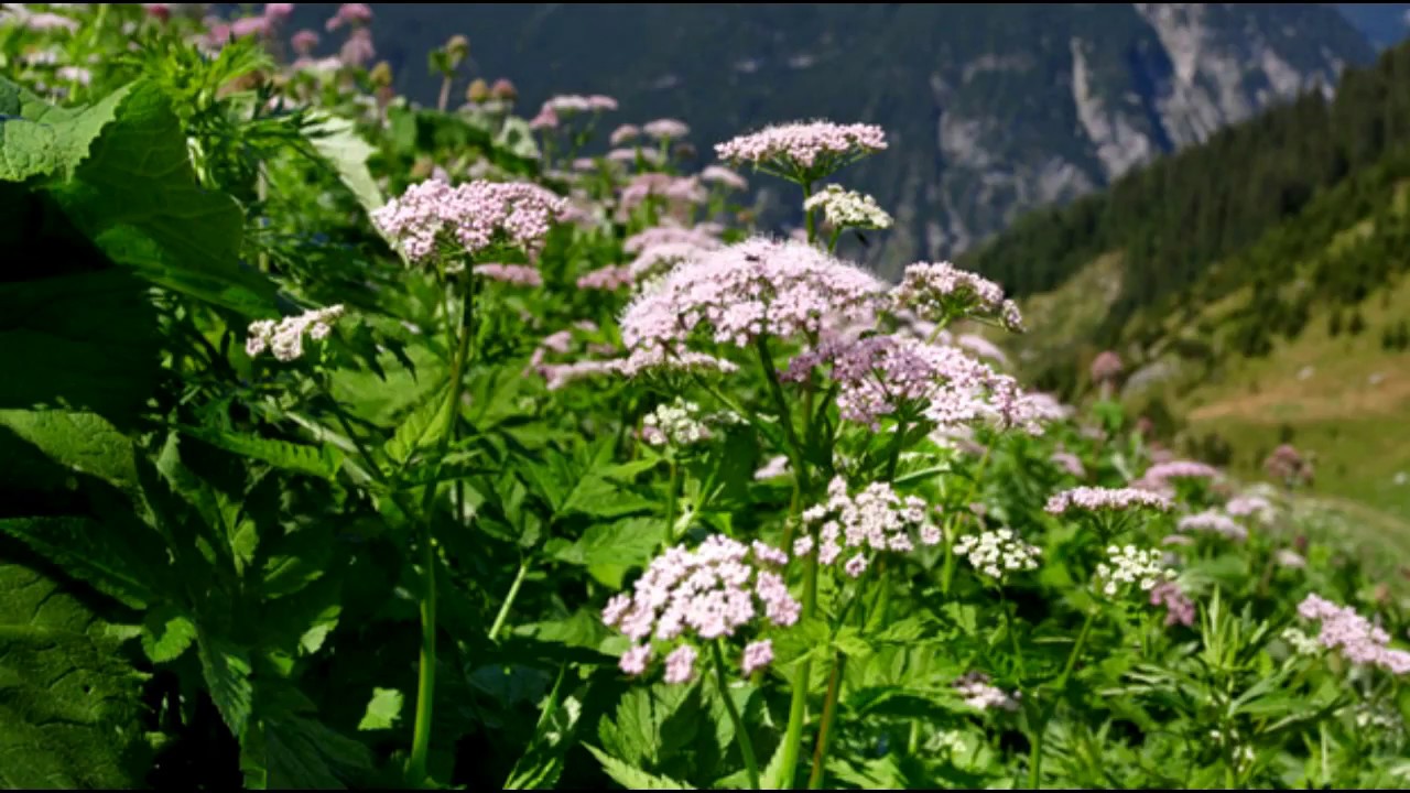 Бедренец дагестанский Бедренец дагестанский