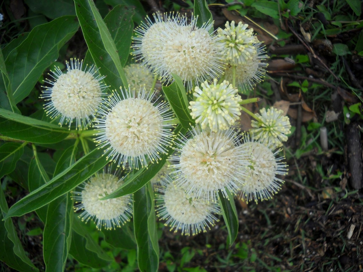 Баланофоровые