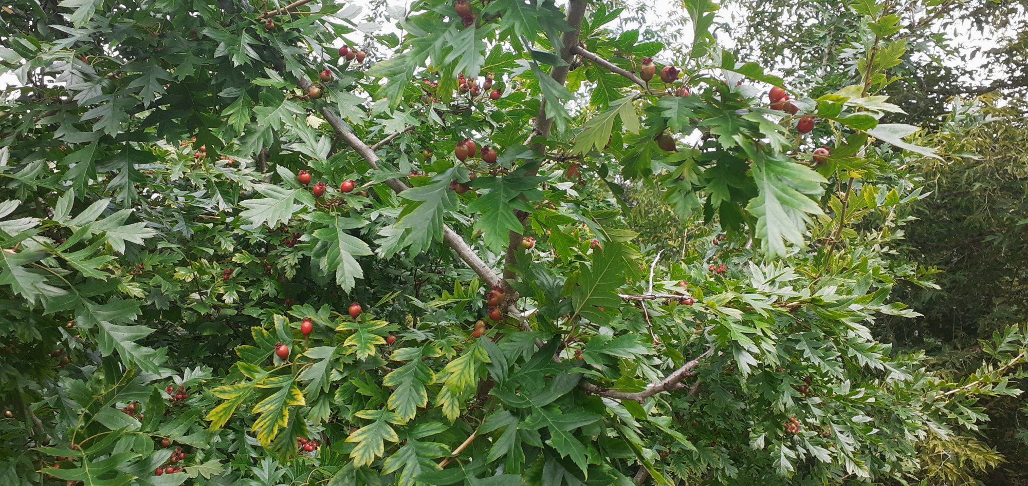 Боярышник перистонадрезанный