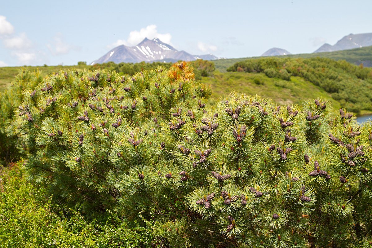 Сосна кедровая сибирская