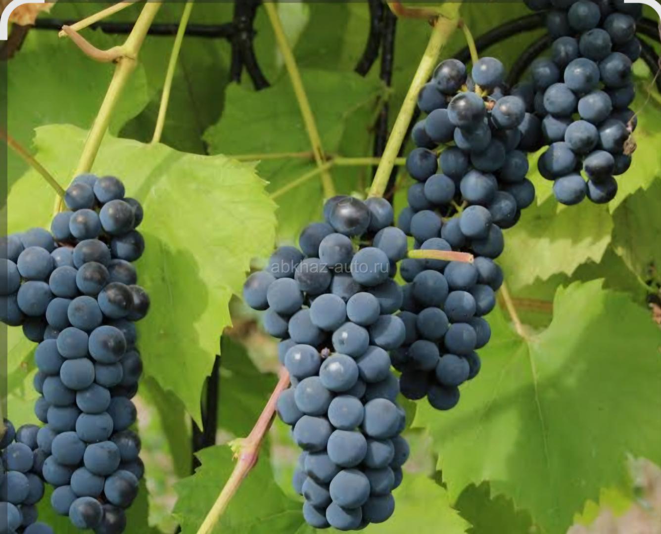 Виноград лабруска