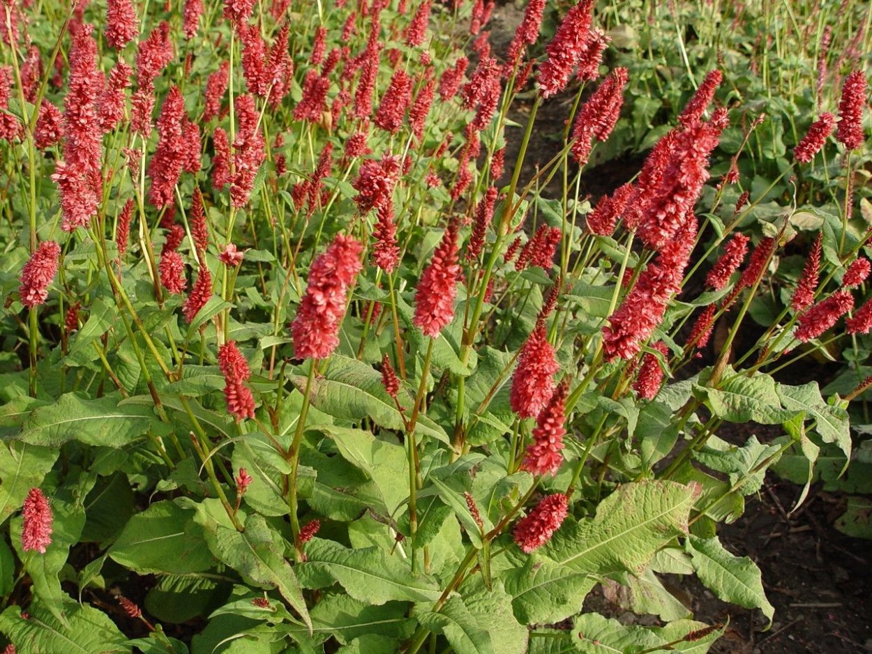 Горец Горец