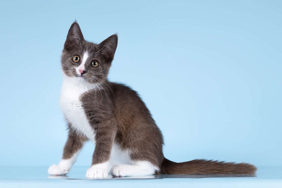 Тополь белый Тополь белый