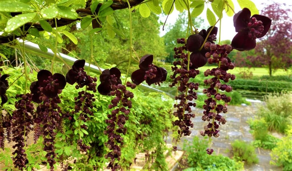 Акебия пятнистая