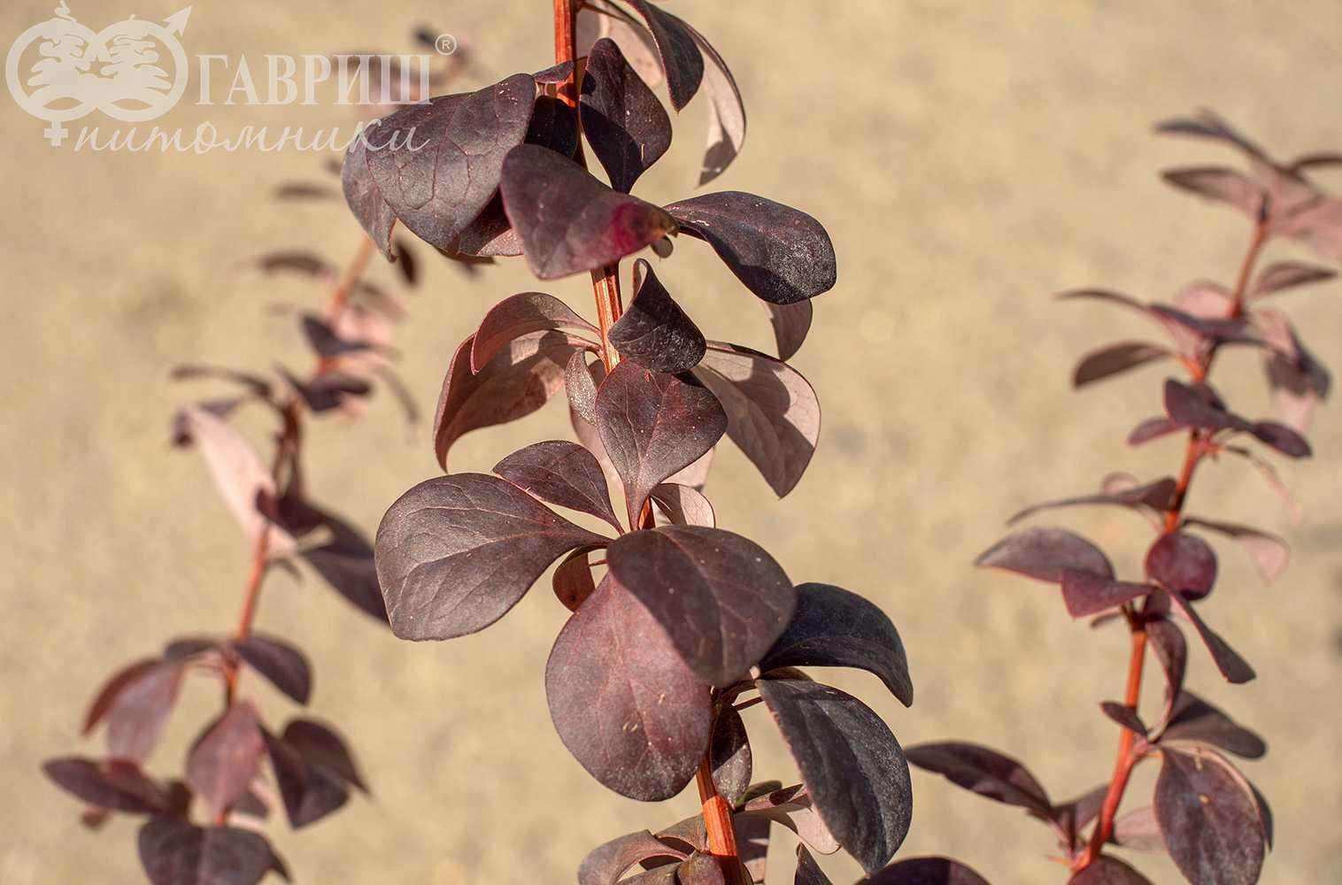 Барбарис оттавский Барбарис оттавский