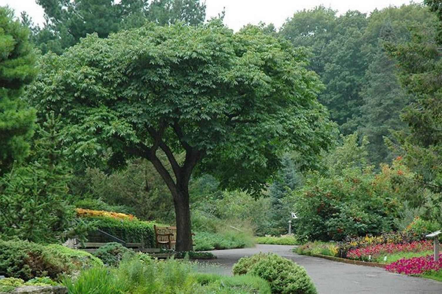 Бархат (растение)