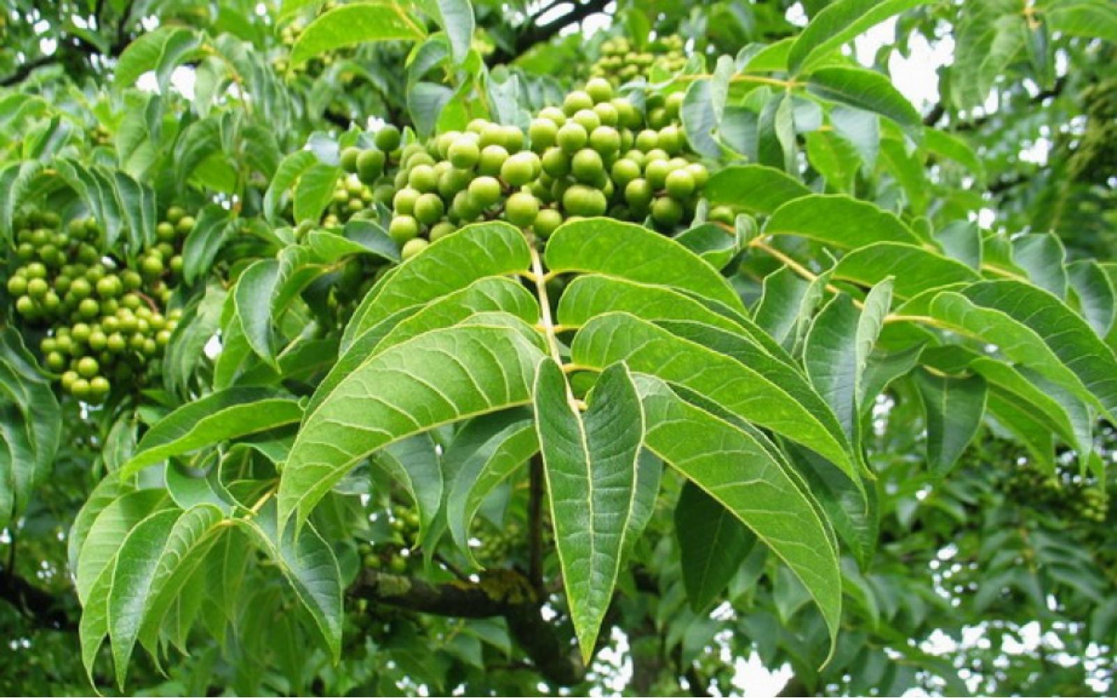 Бархат китайский