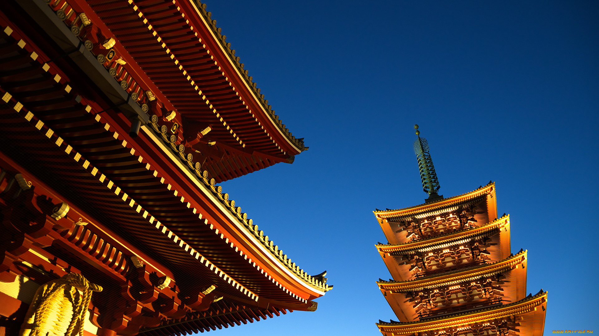 Глициния японская Глициния японская