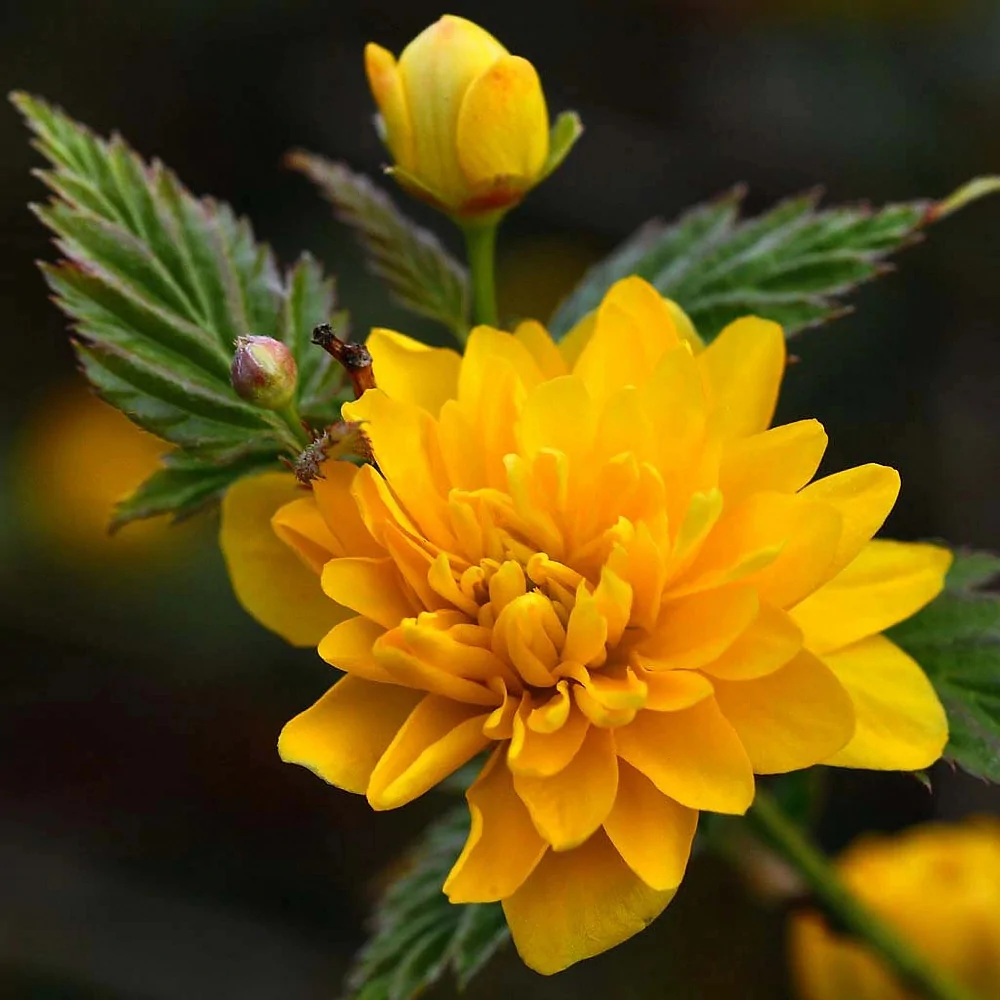 Керрия Керрия