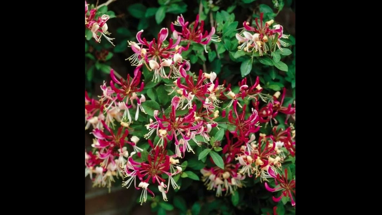 Жимолость каприфоль