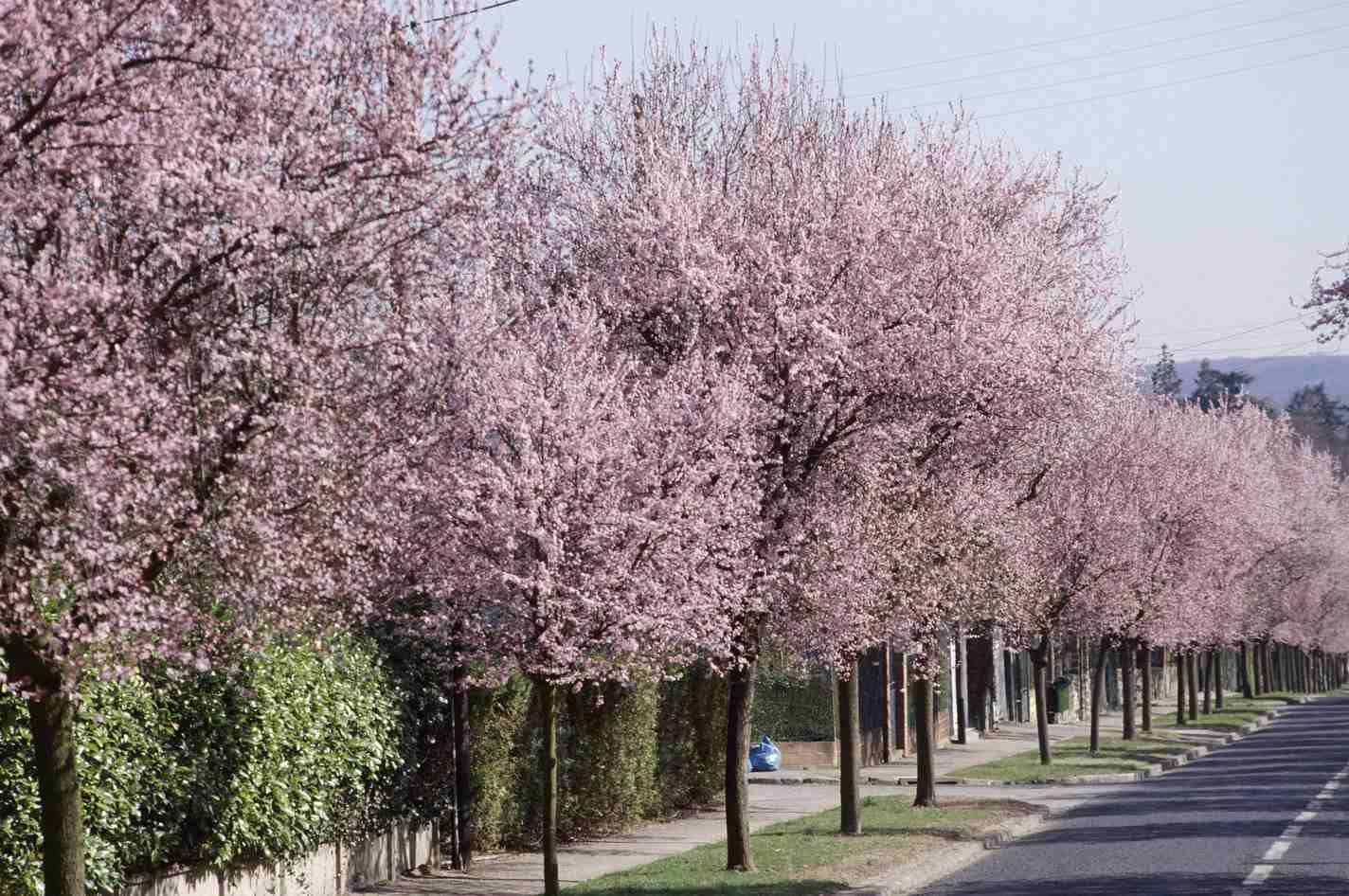 Кустарниковая слива Кустарниковая слива