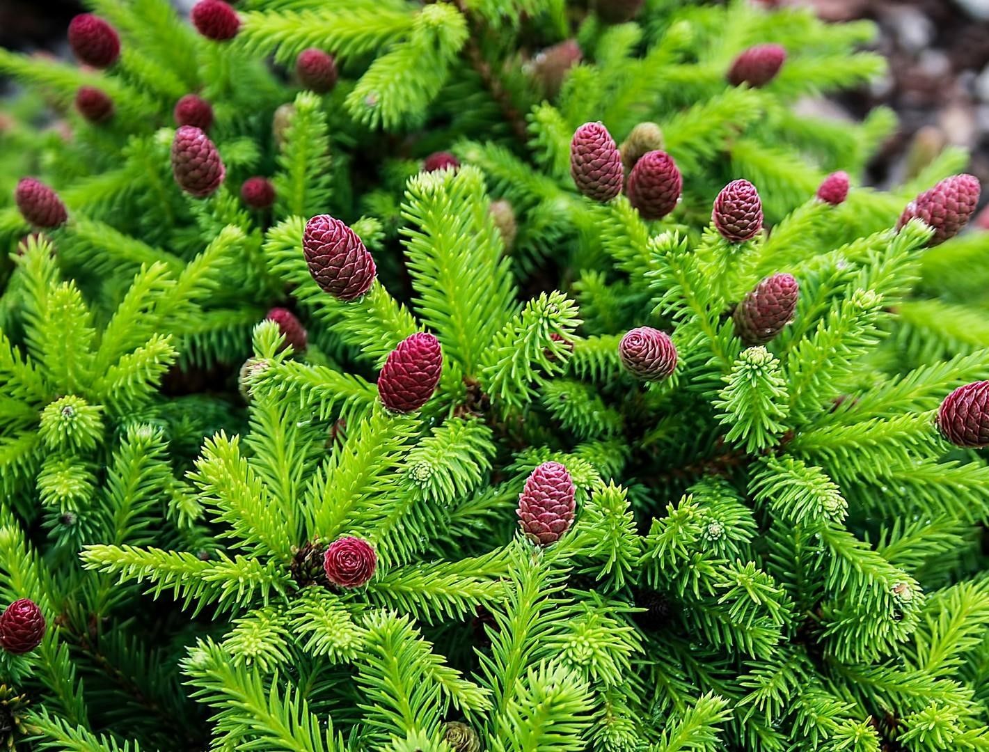 Ель обыкновенная