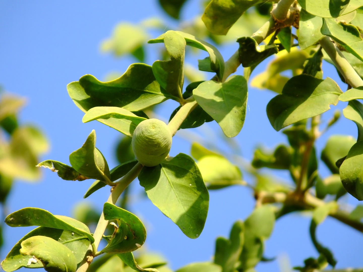 Баланитес Баланитес