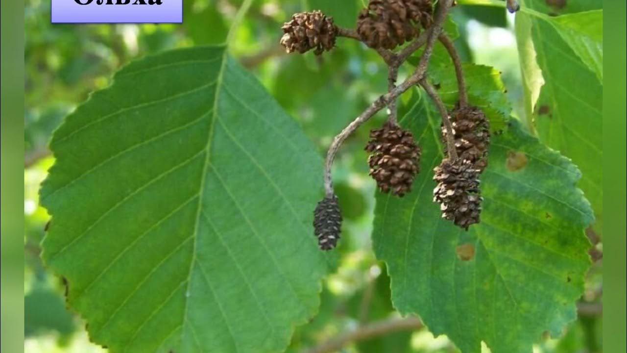 Ольха сибирская