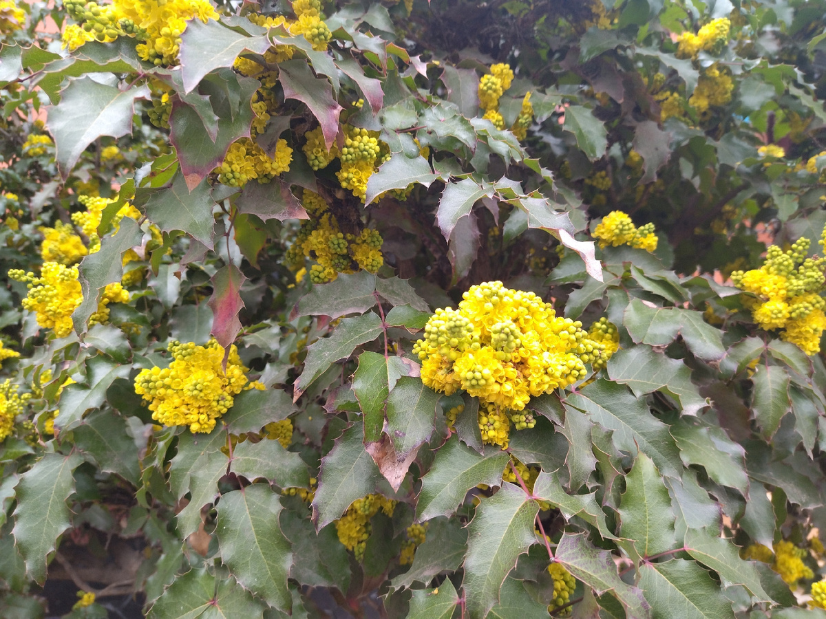 Магония падуболистная