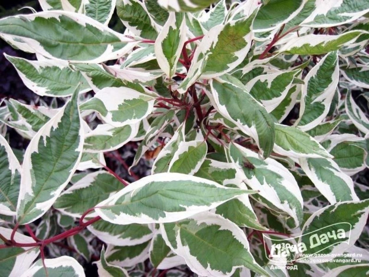 Дерен Дерен