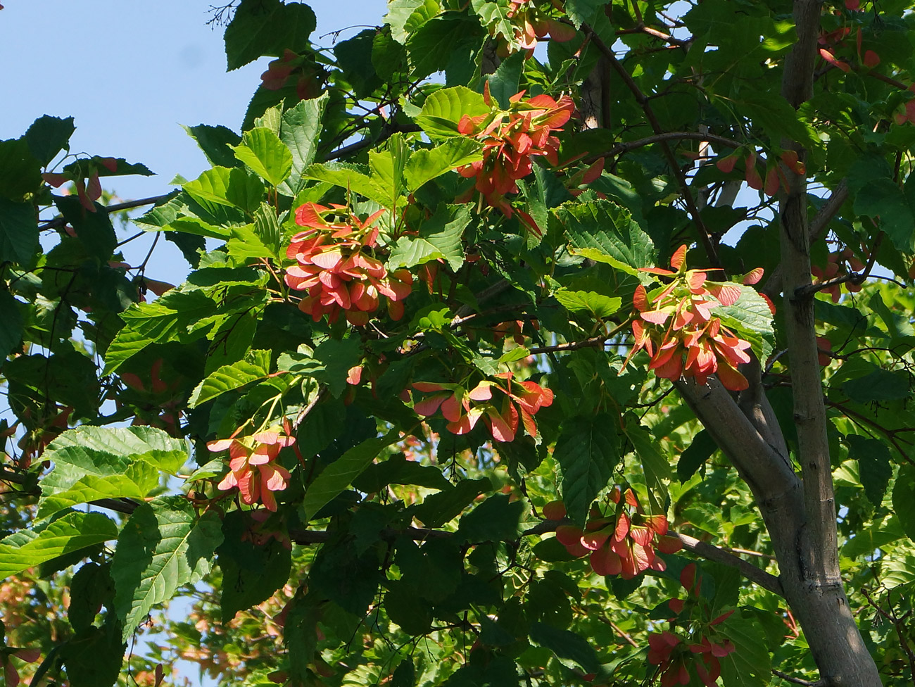 Клён татарский