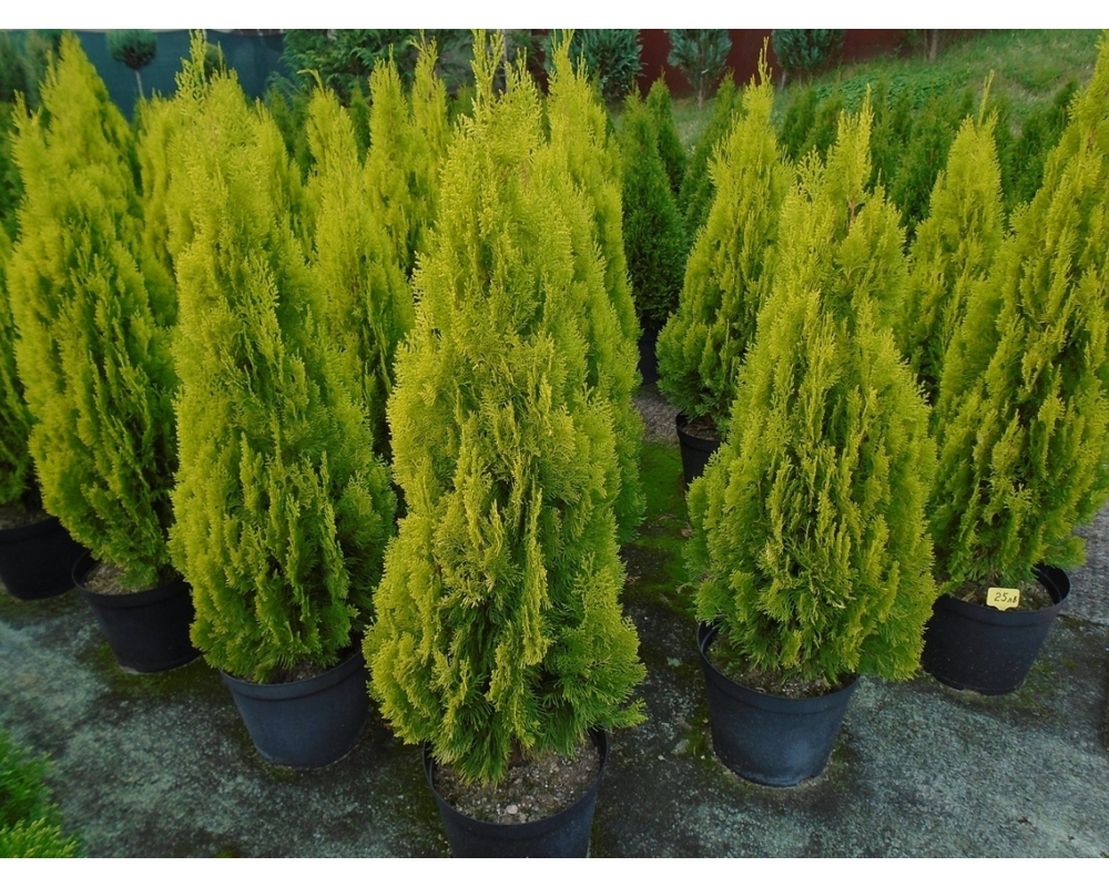 Туя восточная