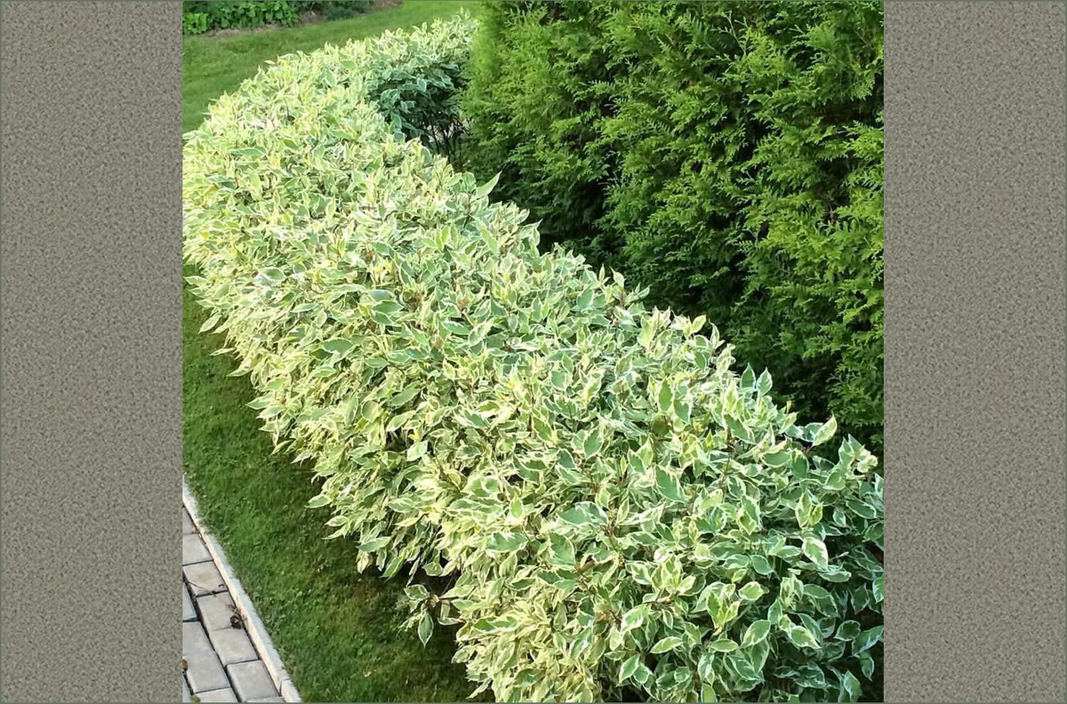 Дерен Дерен