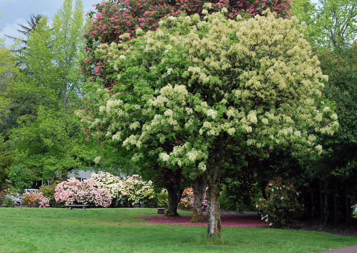 Ясень белый