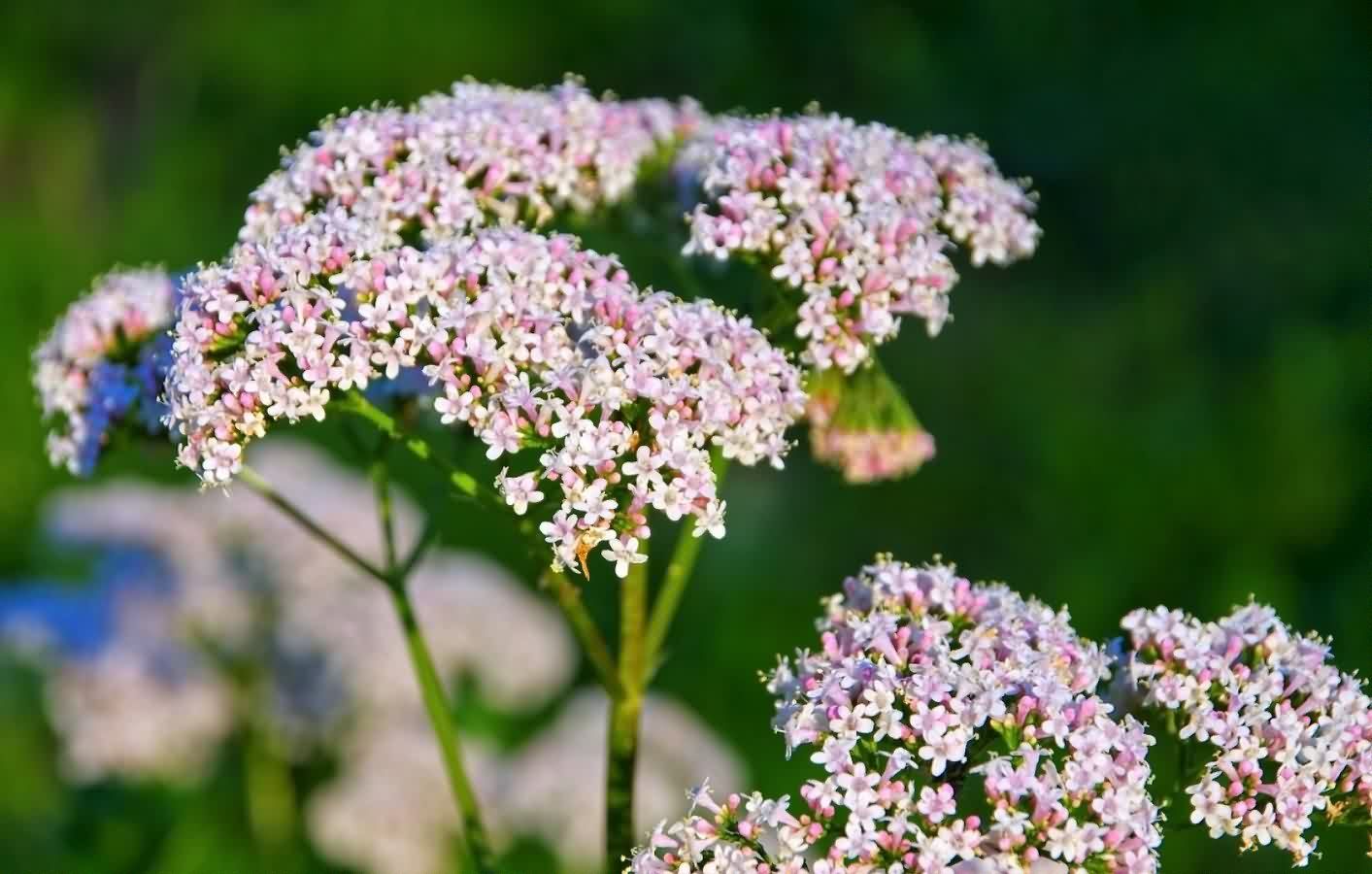 Валериана Валериана