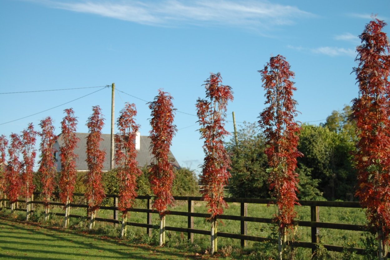 Рябина тюрингская