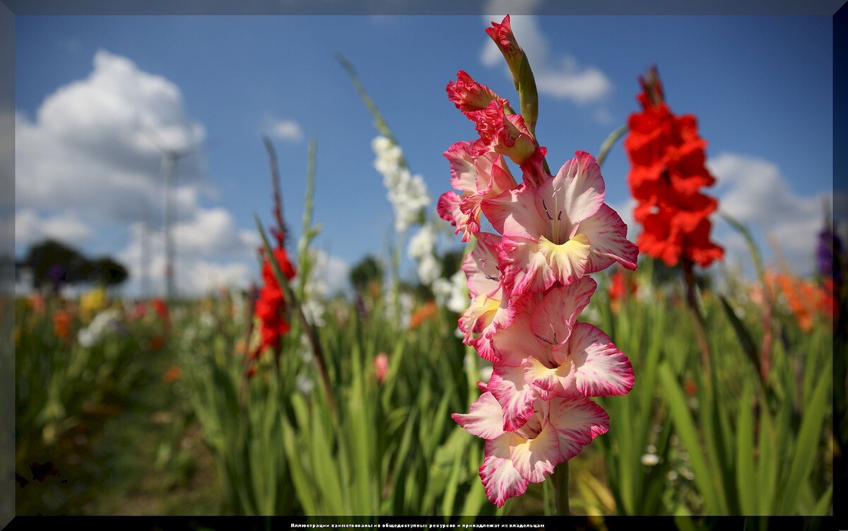 Гладиолус