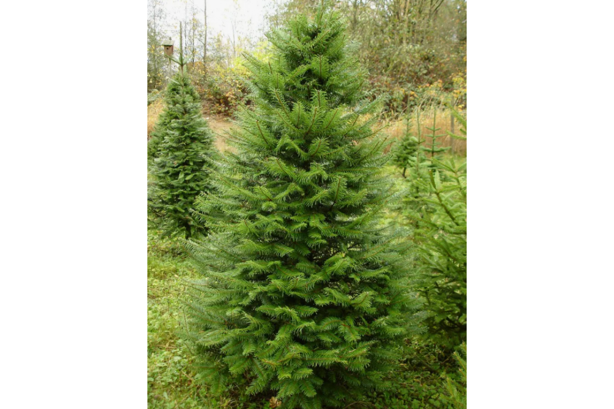 Псевдотсуга