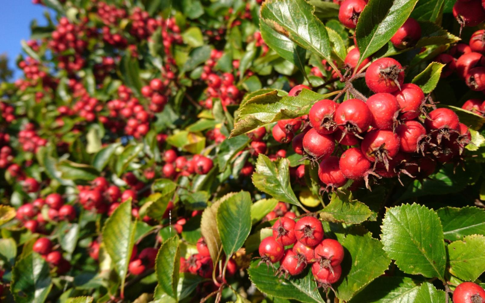 Боярышник колючий