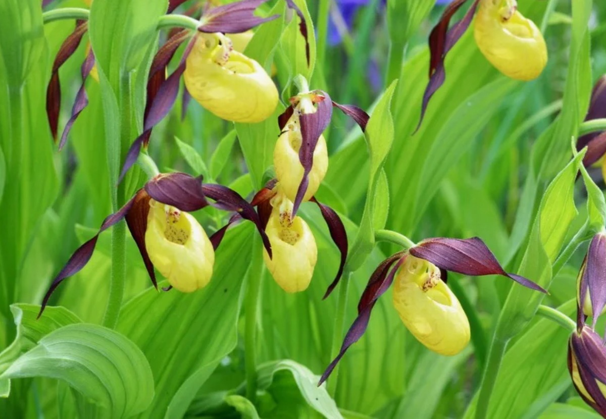 Башмачок тибетский