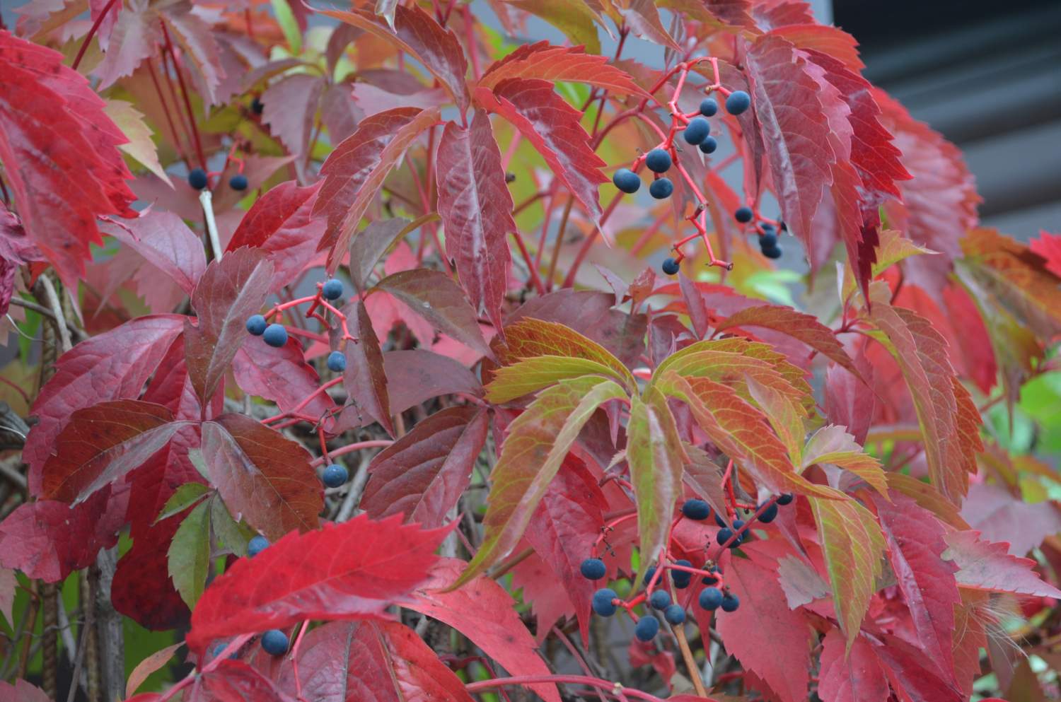 Девичий виноград Энгельмана