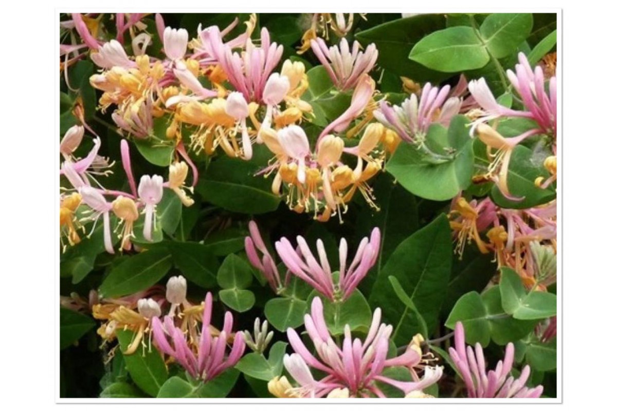 Жимолость каприфоль