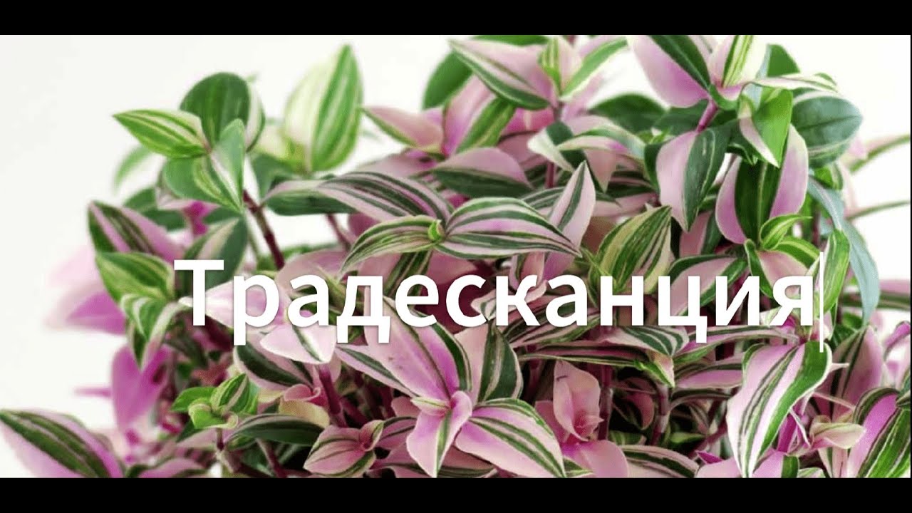 Традесканция