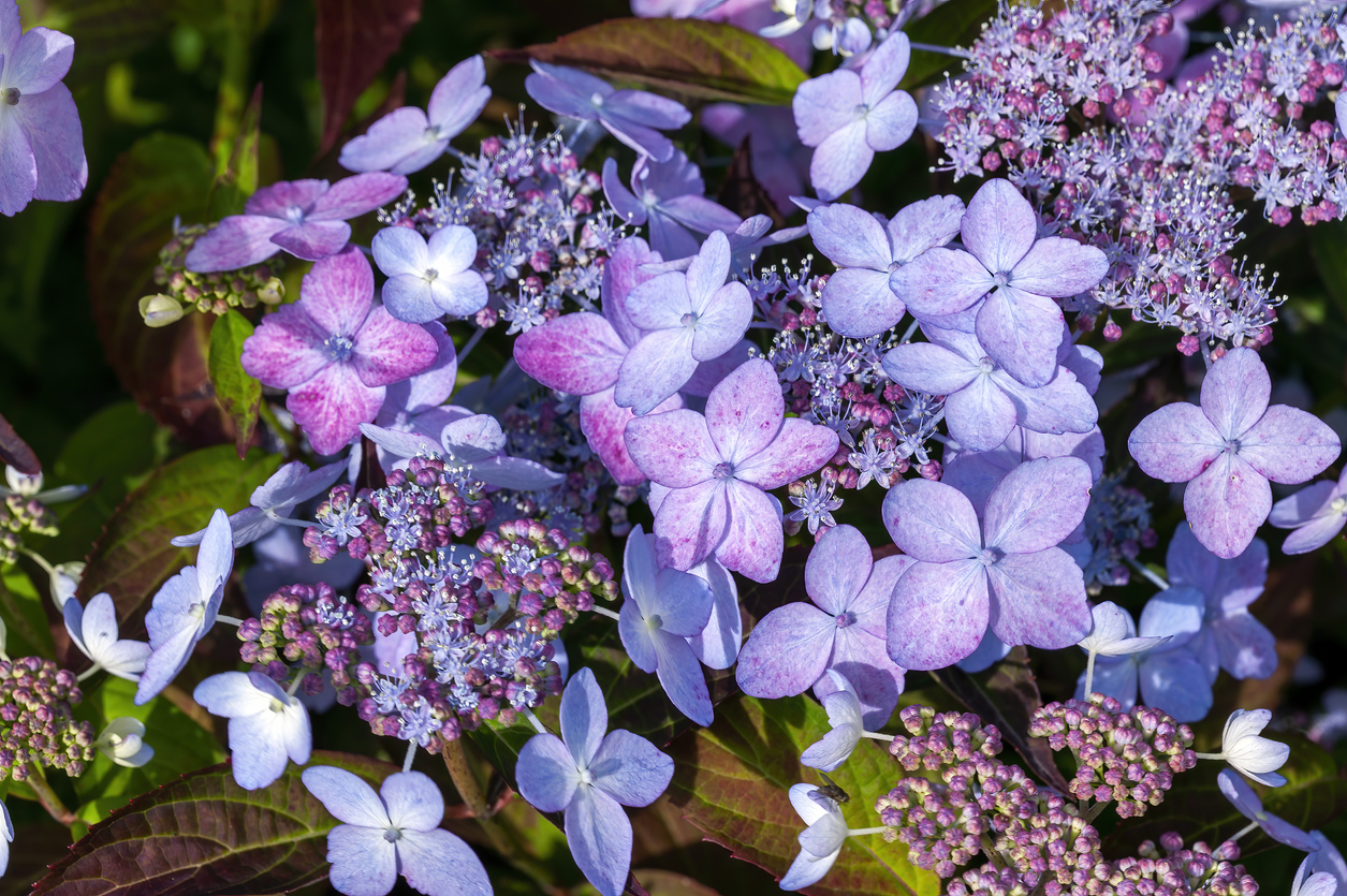 Гортензия пильчатая