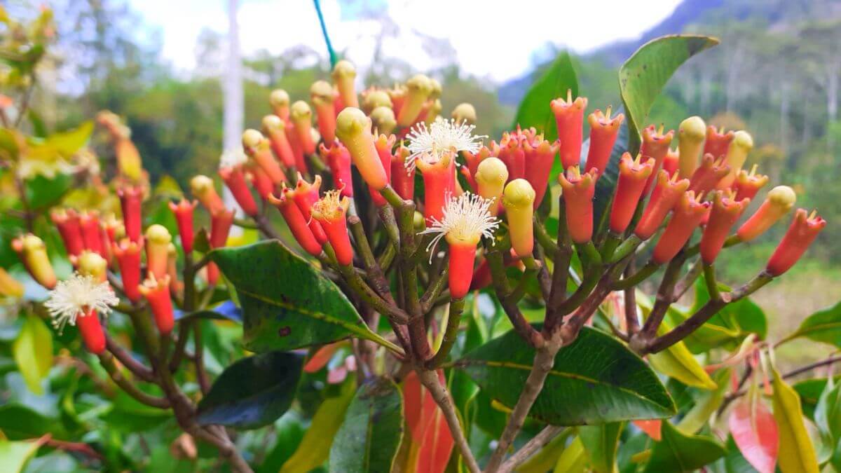 Гвоздичник Гвоздичник