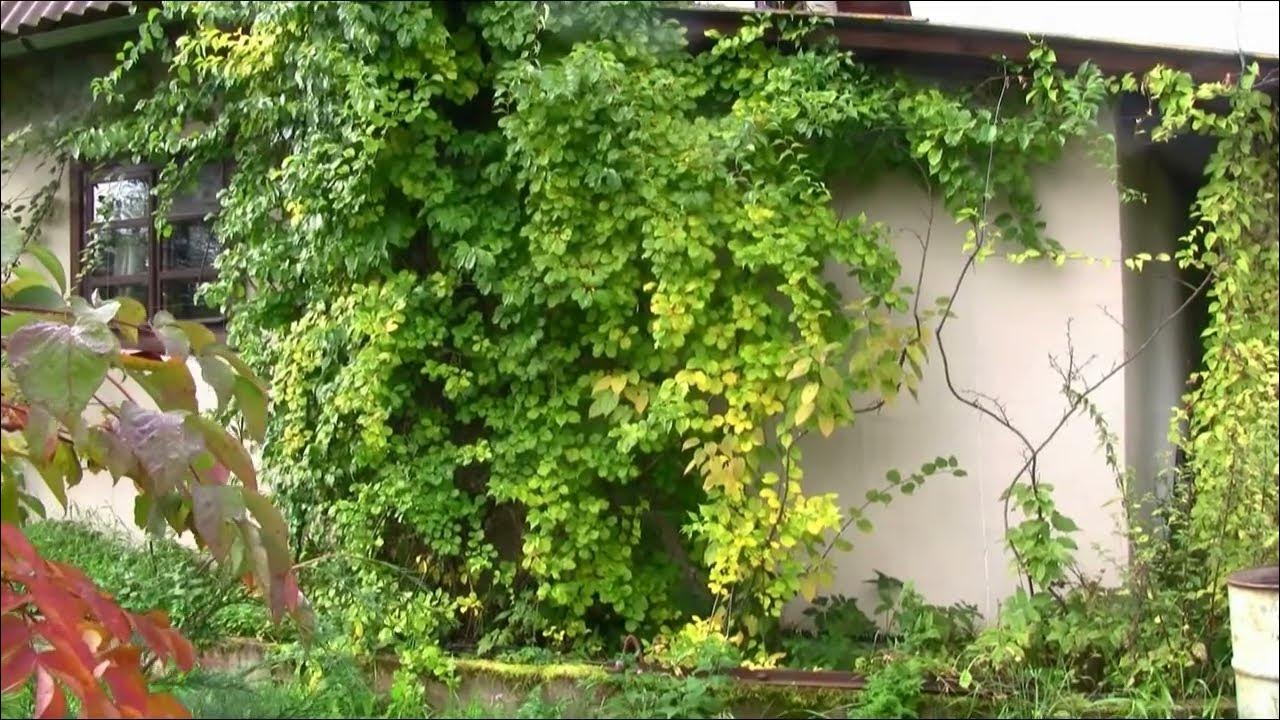 Древогубец угловатый Древогубец угловатый