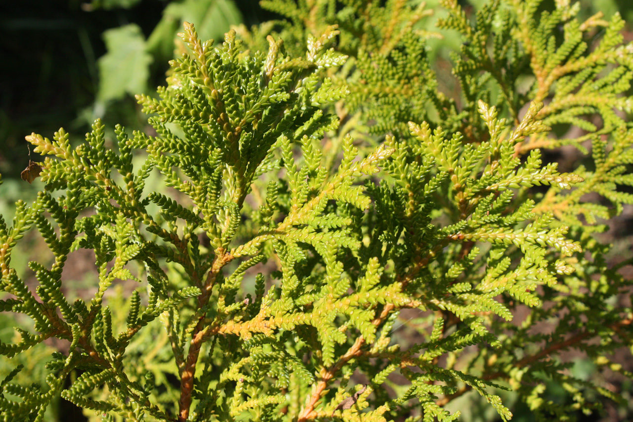 Туевик Туевик