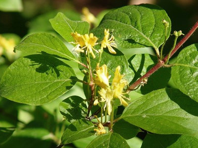 Жимолость золотистая