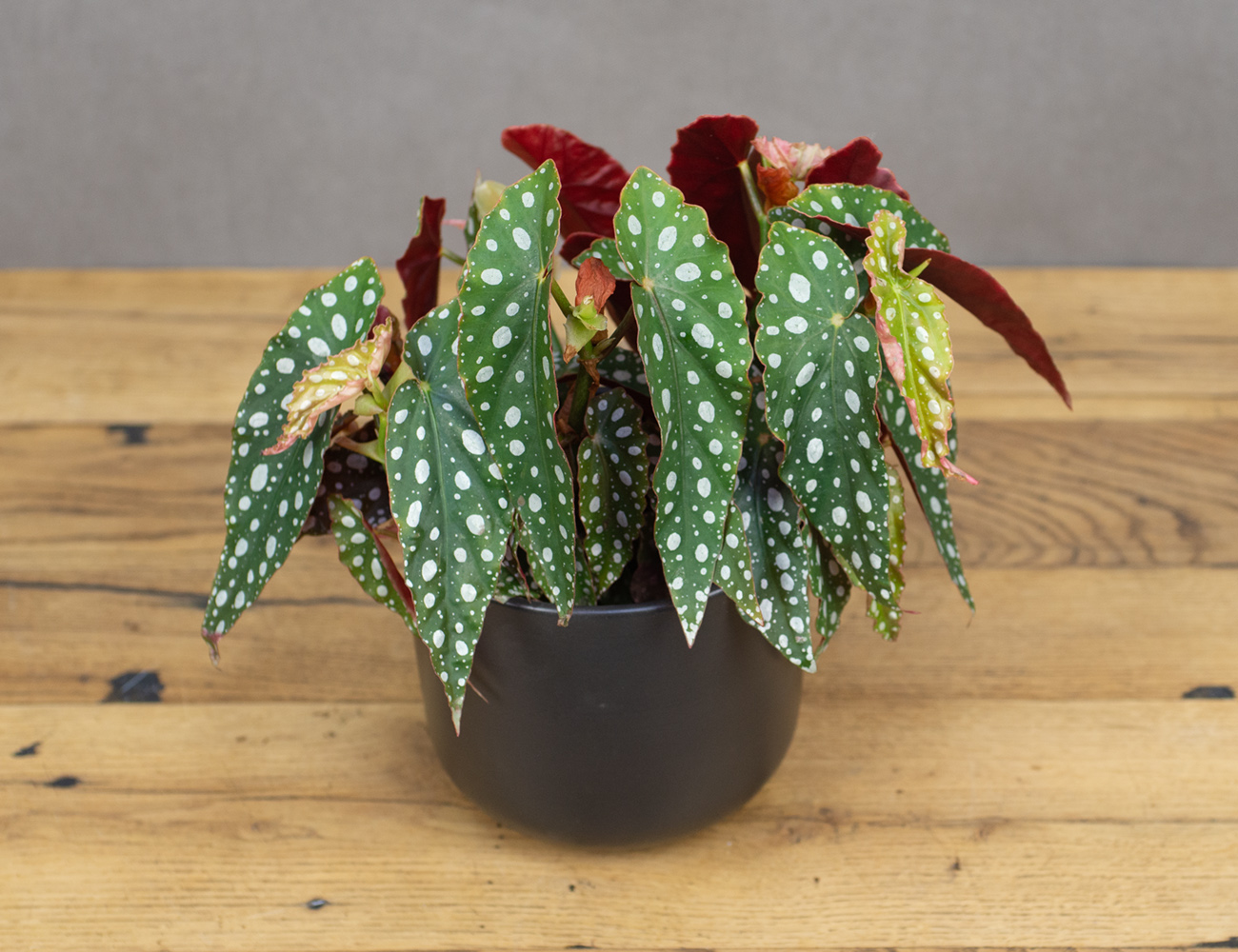 Бегония пятнистая