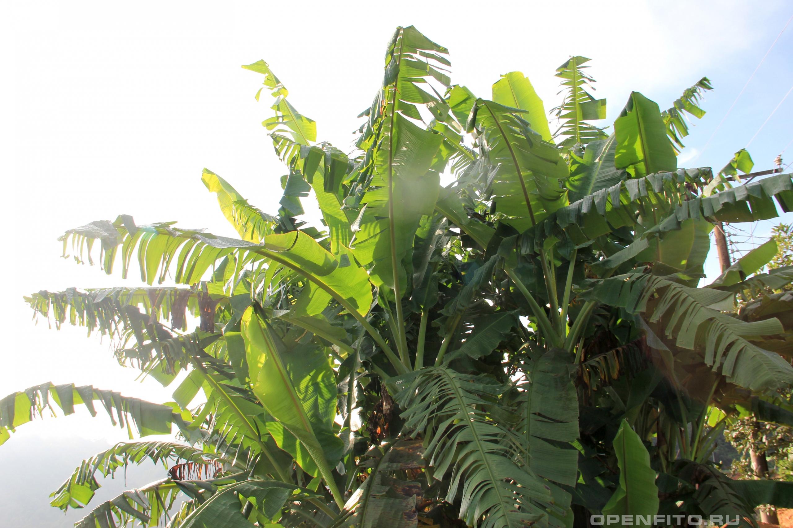 Банан райский Банан райский