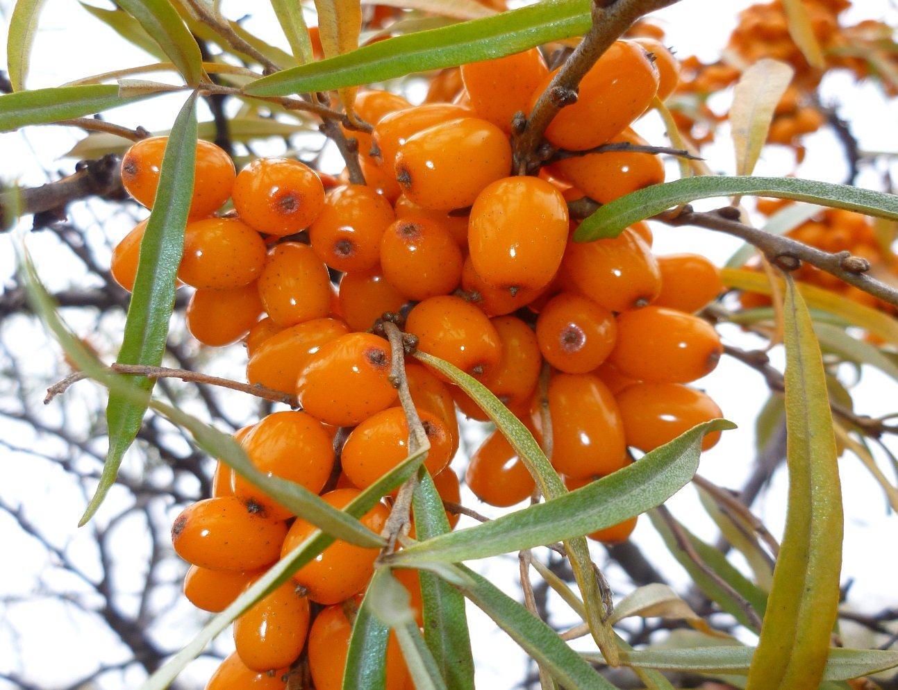 Облепиха Облепиха