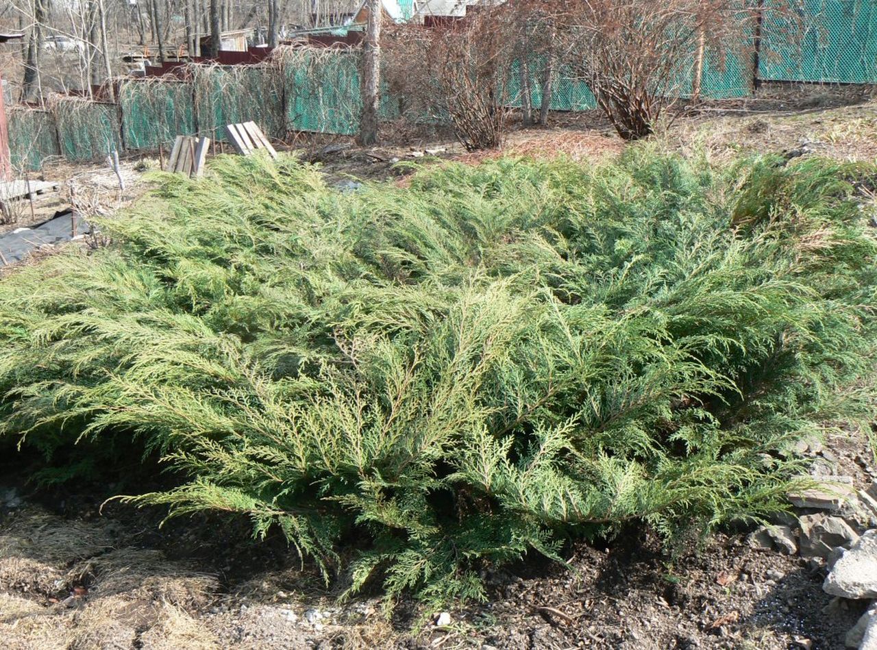 Микробиота