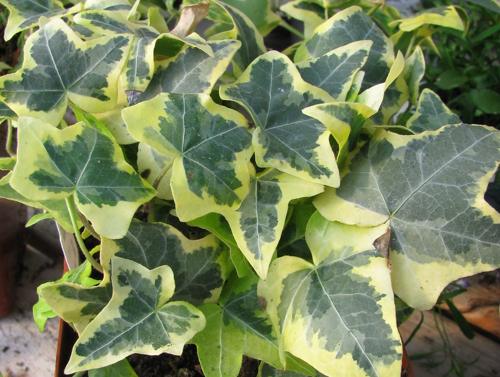 Плющ пестролистный