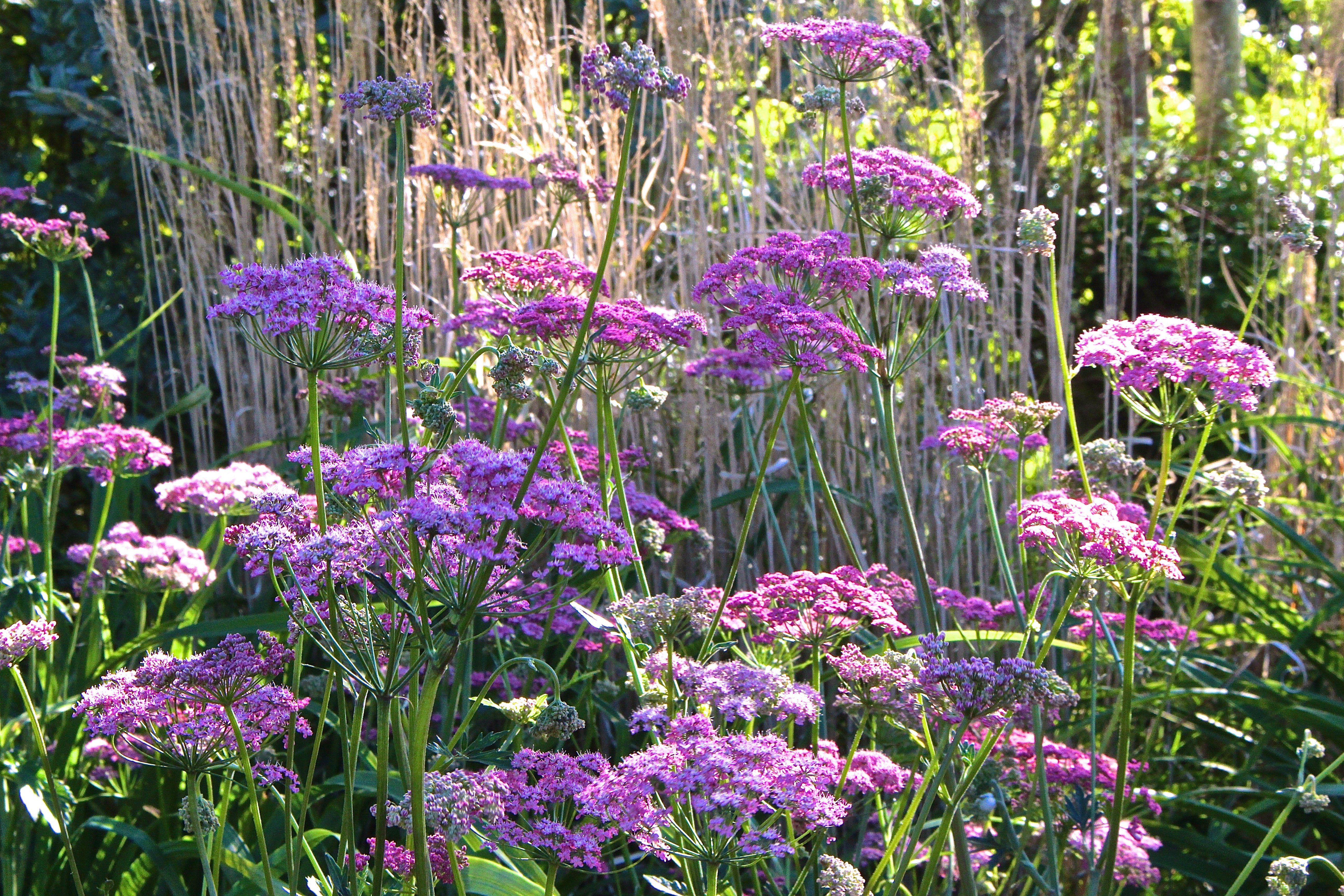 Бедренец розовоцветный