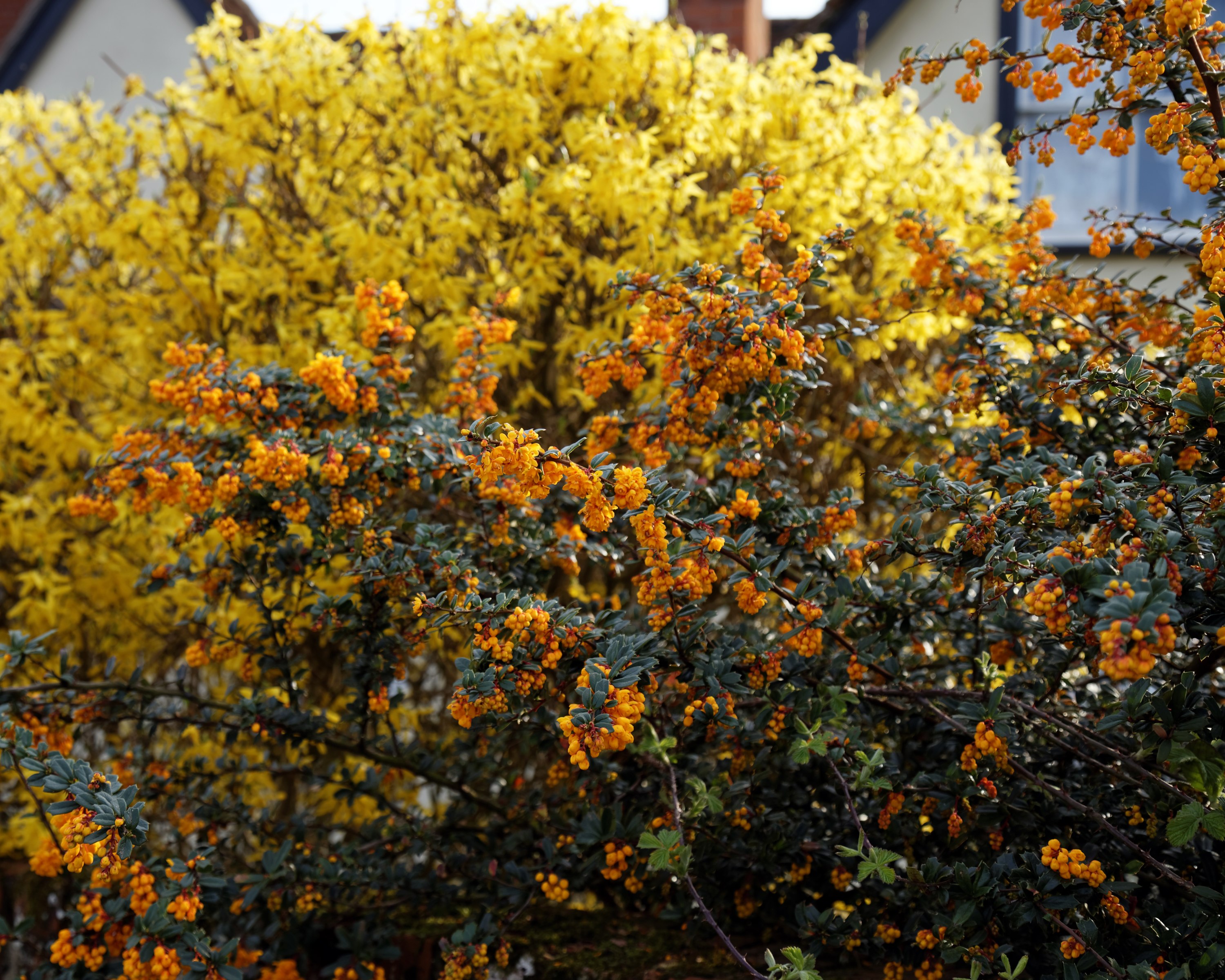 Барбарис Дарвина